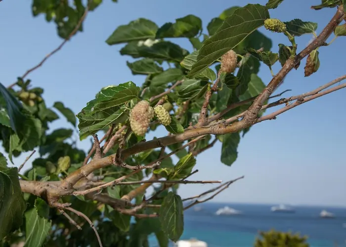 Seethrough Mykonos (adults Only) Lejlighedshotel Platys Gialos (Mykonos)