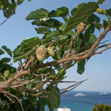 Seethrough Mykonos (adults Only) 公寓式酒店 普拉迪斯亚罗斯