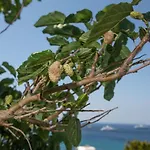 Seethrough Mykonos (adults Only) Aparthotel Platys Gialos (Mykonos)
